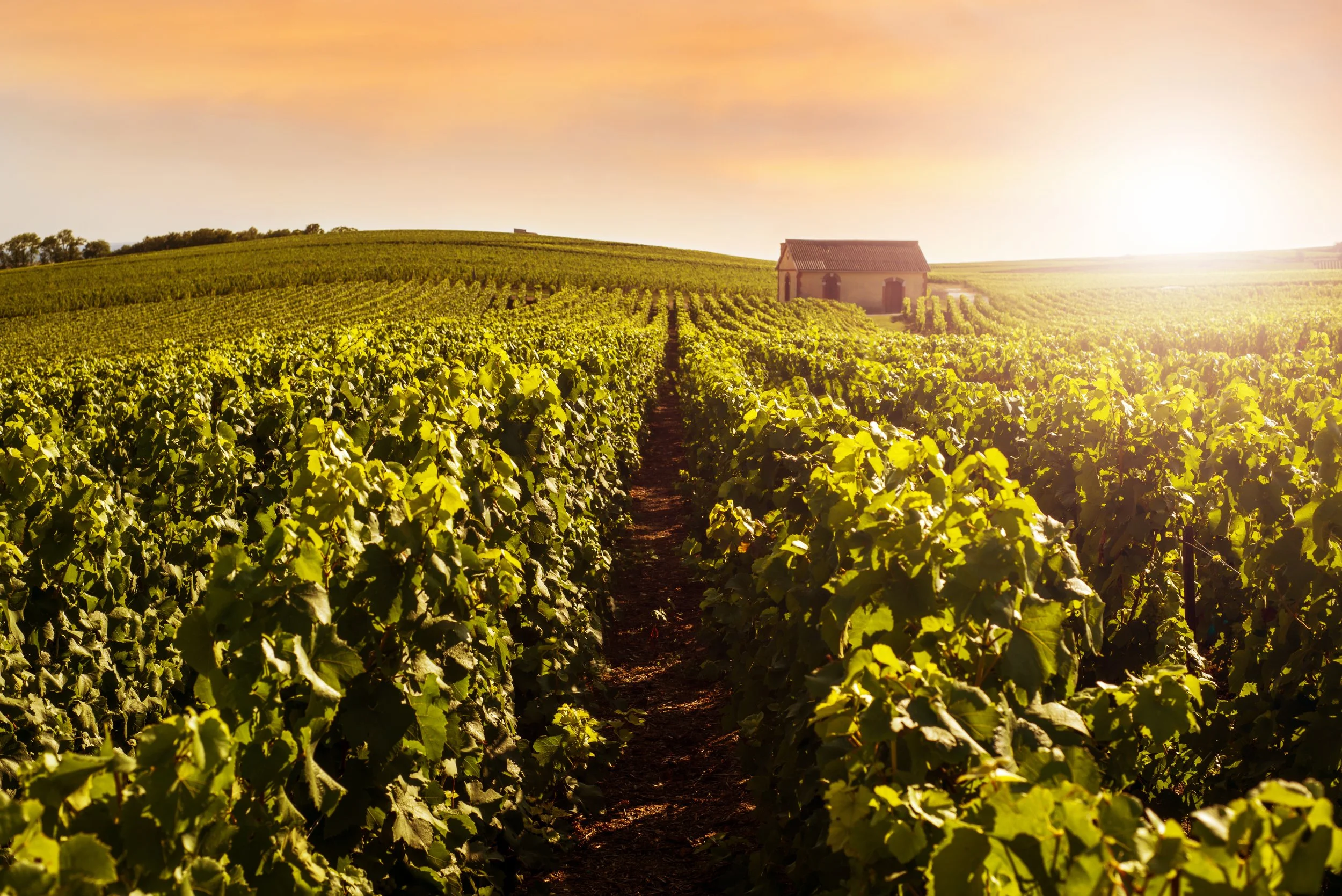 Champagne Day Trip from Paris – Tours, Tickets & Tasting